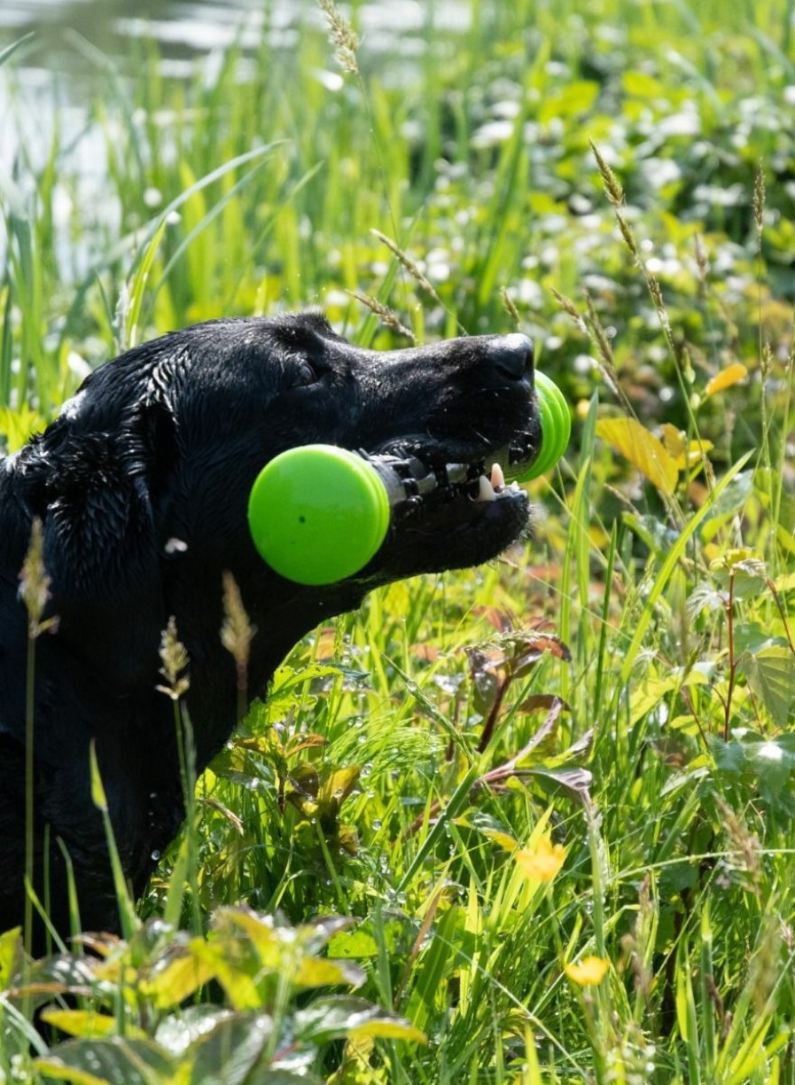 Hond DOG COMETS | Dog Comets Meteor Werpstok Groen L 32 Cm - Bestel Nu