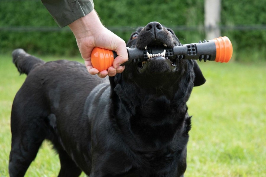 Hond DOG COMETS | Dog Comets Meteor Werpstok Oranje L 32 Cm - Bestel Nu